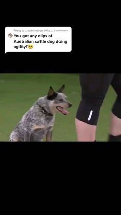 a dog sitting on top of a green field next to a person wearing black shorts