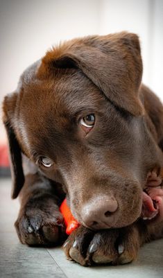 a brown dog chewing on an orange toy