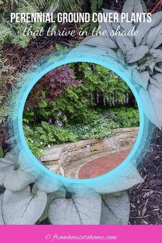 a circular mirror sitting in the middle of a garden surrounded by trees and plants with text overlay that reads, perennial ground cover plants that drive on the shield