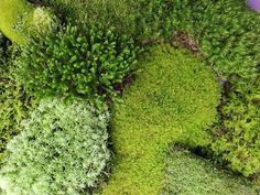 green moss growing on the side of a wall in an area that looks like it has been