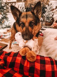 a dog is sitting on a blanket with a stuffed animal in its mouth and looking at the camera