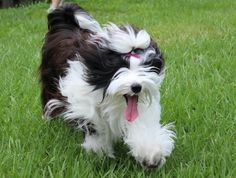 a small black and white dog walking on top of a lush green grass covered field