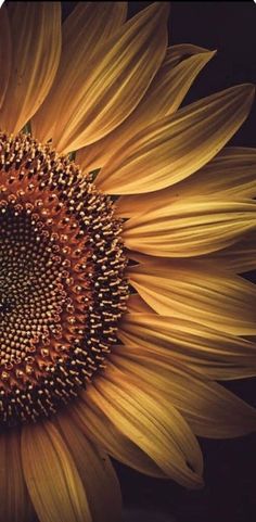 a large sunflower is shown in close up