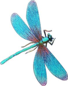 a blue dragonfly sitting on top of a white surface