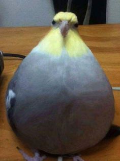 a yellow and gray bird sitting on top of a wooden table next to a computer mouse