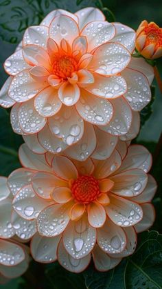 an orange and white flower with water droplets on it