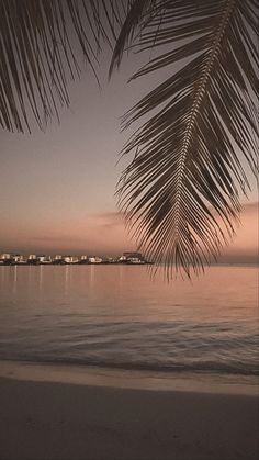 a palm tree with the words be patient on it and an ocean view in the background