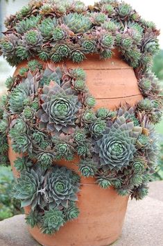 a large potted plant with green leaves on the top and bottom, sitting on a ledge