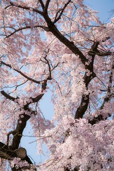 pink flowers are blooming on the branches of trees