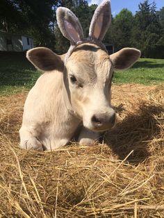 a baby cow with bunny ears laying in hay