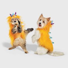 two dogs and a cat dressed in costumes