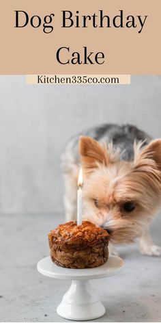 a small dog standing next to a cake with a candle in it's mouth