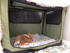 an orange cat laying on top of a bed in a tent