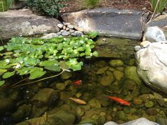 a pond filled with lots of green plants and rocks