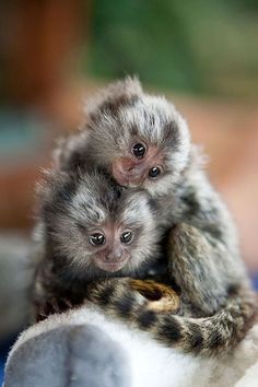 two small monkeys sitting on top of each other