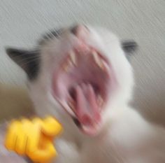 a cat yawning with its mouth open and yellow toy in front of it