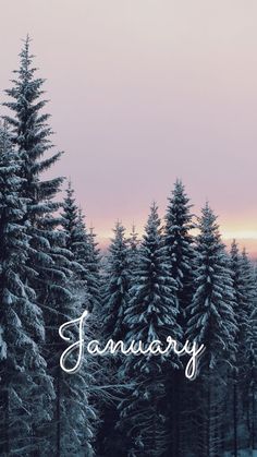 the words january are written in front of some snow - covered pine trees at sunset