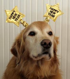 a golden retriever with two happy new year stars on its ears and one dog's head is looking at the camera