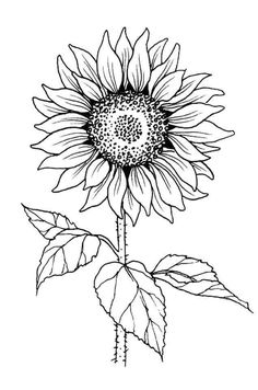 Sunflower Stamp, Sunflower Coloring, Sunflower Coloring Pages, Sunflower Images, Sunflower Tattoos, Cool Pencil Drawings, Soyut Sanat Tabloları, White Drawing