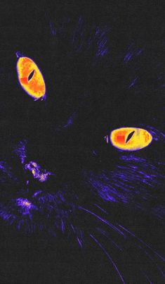 the eyes of a black cat are glowing brightly