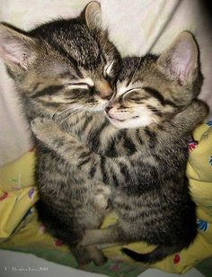 a small kitten sleeping on top of a blanket