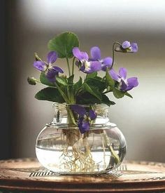 purple flowers are in a glass vase with water