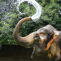 an elephant spraying water on itself with its trunk