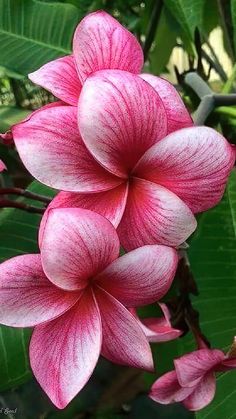 pink flowers are blooming on the tree