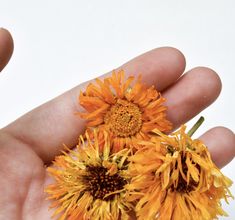 Locally grown Calendula, turning big blooms into solar infusion! DIY Gardening + infusions for 100% natural body products by Good JuJu Herbal Natural Body Products, Diy Gardening, Locally Grown, Body Products