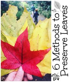 a person holding a red and yellow leaf in front of trees with text overlay