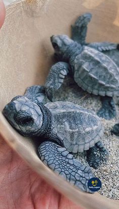 two baby sea turtles in a bowl being held by someone's hand with sand on the ground