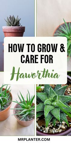 how to grow and care for havorthia in your home or office area