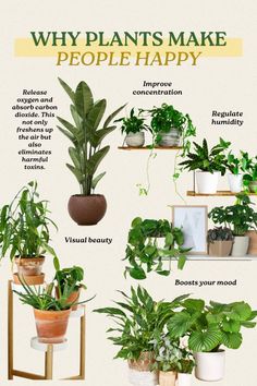 many different types of house plants are shown in this graphic diagram, with the words why plants make people happy