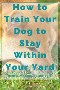 a dog sleeping in the grass with text overlay that reads how to train your dog to stay within your yard