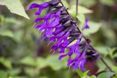 purple flowers with green leaves in the background