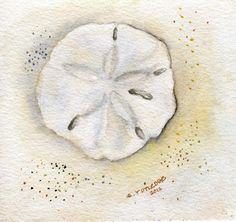 a drawing of a white sand dollar