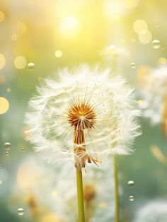 a dandelion with drops of water on it in front of a blurry background