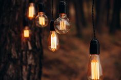 several light bulbs hanging from a tree in the woods