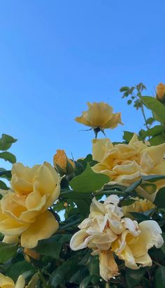 yellow roses are blooming in the sun on a sunny day with blue skies behind them