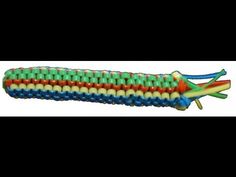 an image of a corn on the cob with blue, green and red colors