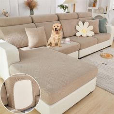 a dog sitting on top of a couch in a living room next to a flower