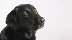 a black dog is looking at something in the distance with an intense look on his face