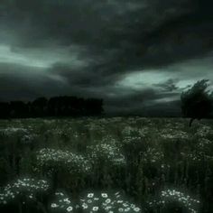 the sky is dark and cloudy over a field with wildflowers