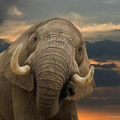 an elephant with large tusks standing in front of a cloudy sky at sunset