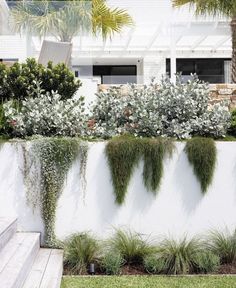 a white wall with some plants growing on it