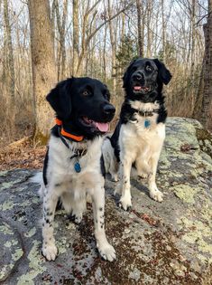 two black and white dogs sitting on top of a rock in the woods with trees behind them