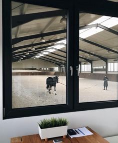 a cow is standing in an empty room with two windows showing it's reflection