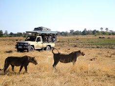 two animals are standing in the grass near a vehicle with people on it's roof