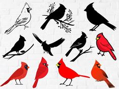 a bunch of birds that are standing on a brick wall in different colors and sizes