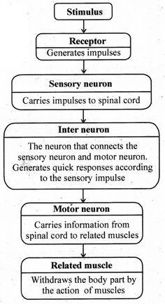 a diagram showing the steps in how to perform an exercise for muscles and tendors